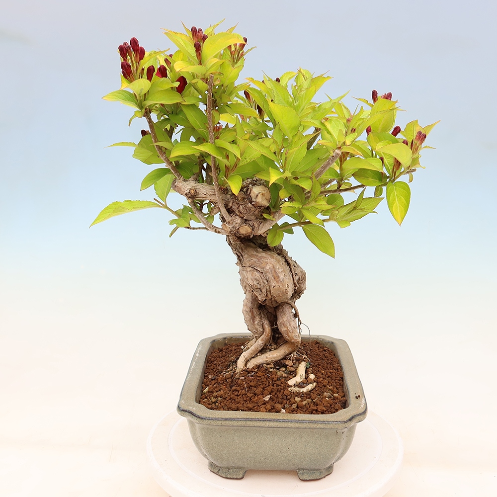 Outdoor Bonsai - Weigela subsessilis - Korean Weigela