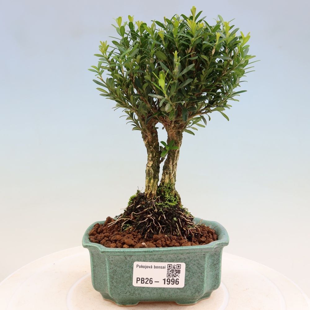 Room bonsai - Buxus harlandii - cork buxus