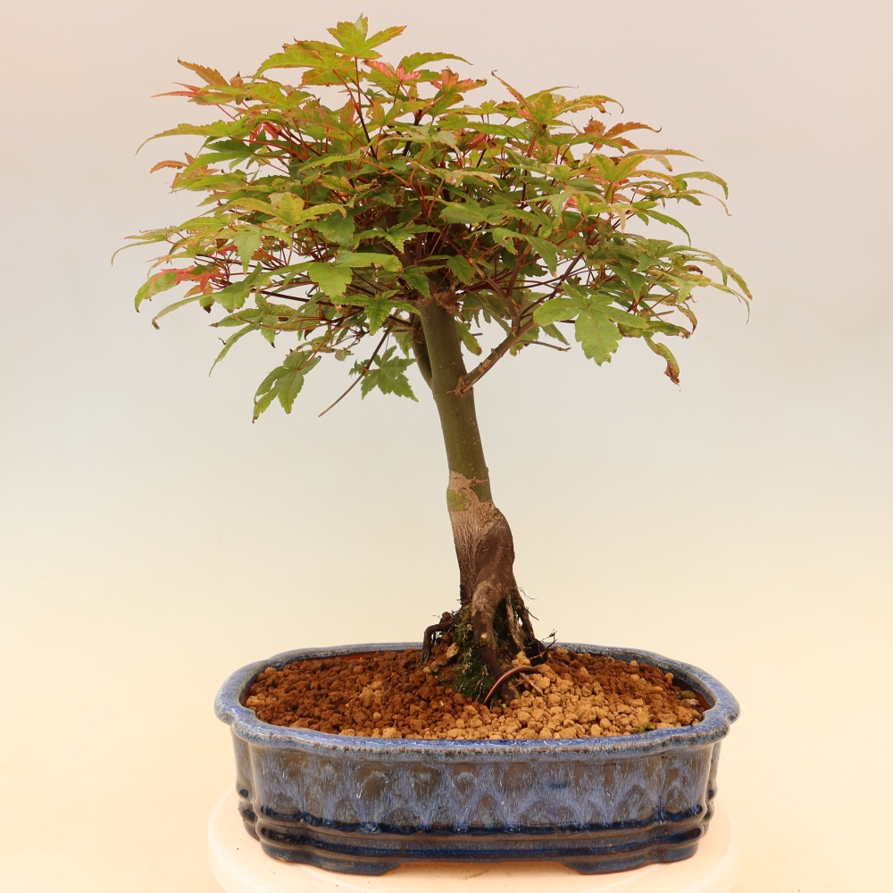 Norway maple - Acer palmatum Beni Tsukasa
