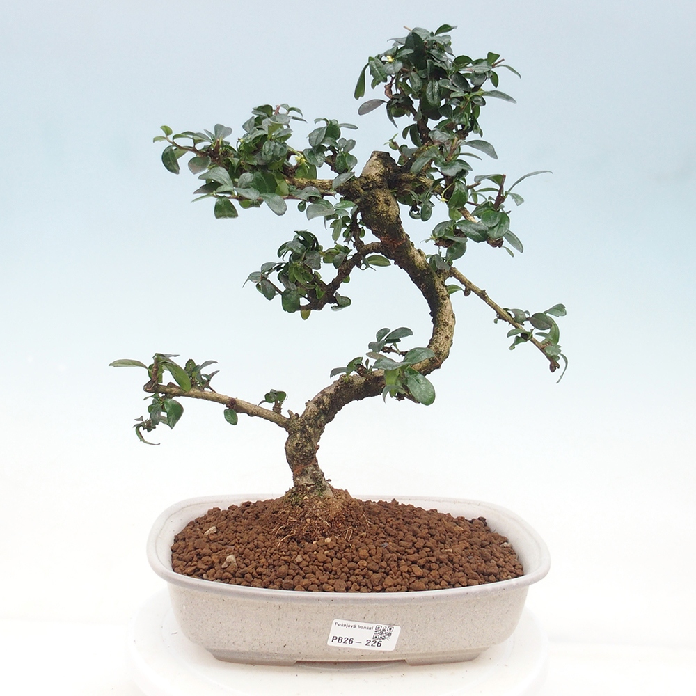 Room bonsai - Carmona macrophylla - Tea fuki