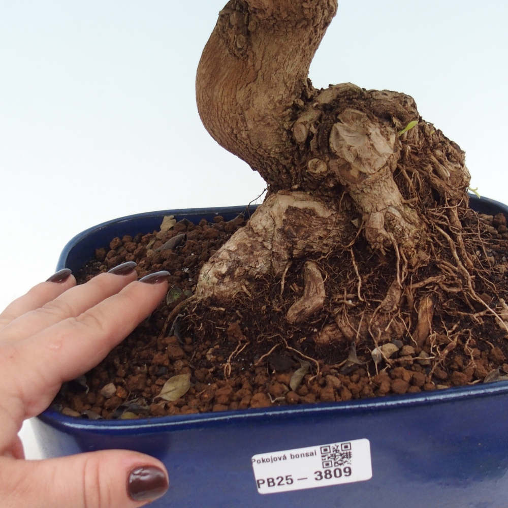Room bonsai - Duranta erecta Aurea