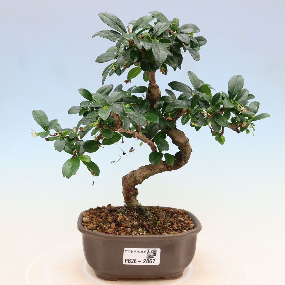 Room bonsai - Carmona macrophylla - Tea fuki