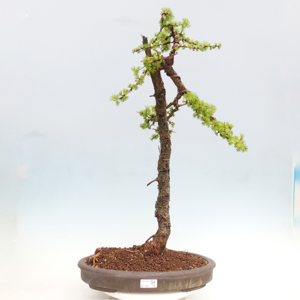 Outdoor bonsai -Larix decidua - Larch - Pallet transport only