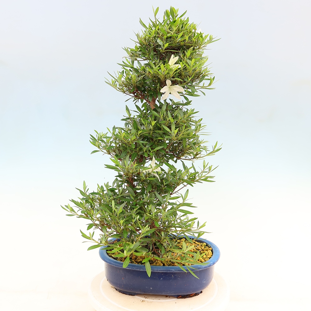 Outdoor bonsai - Japanese Azalea - Azalea Hakurin