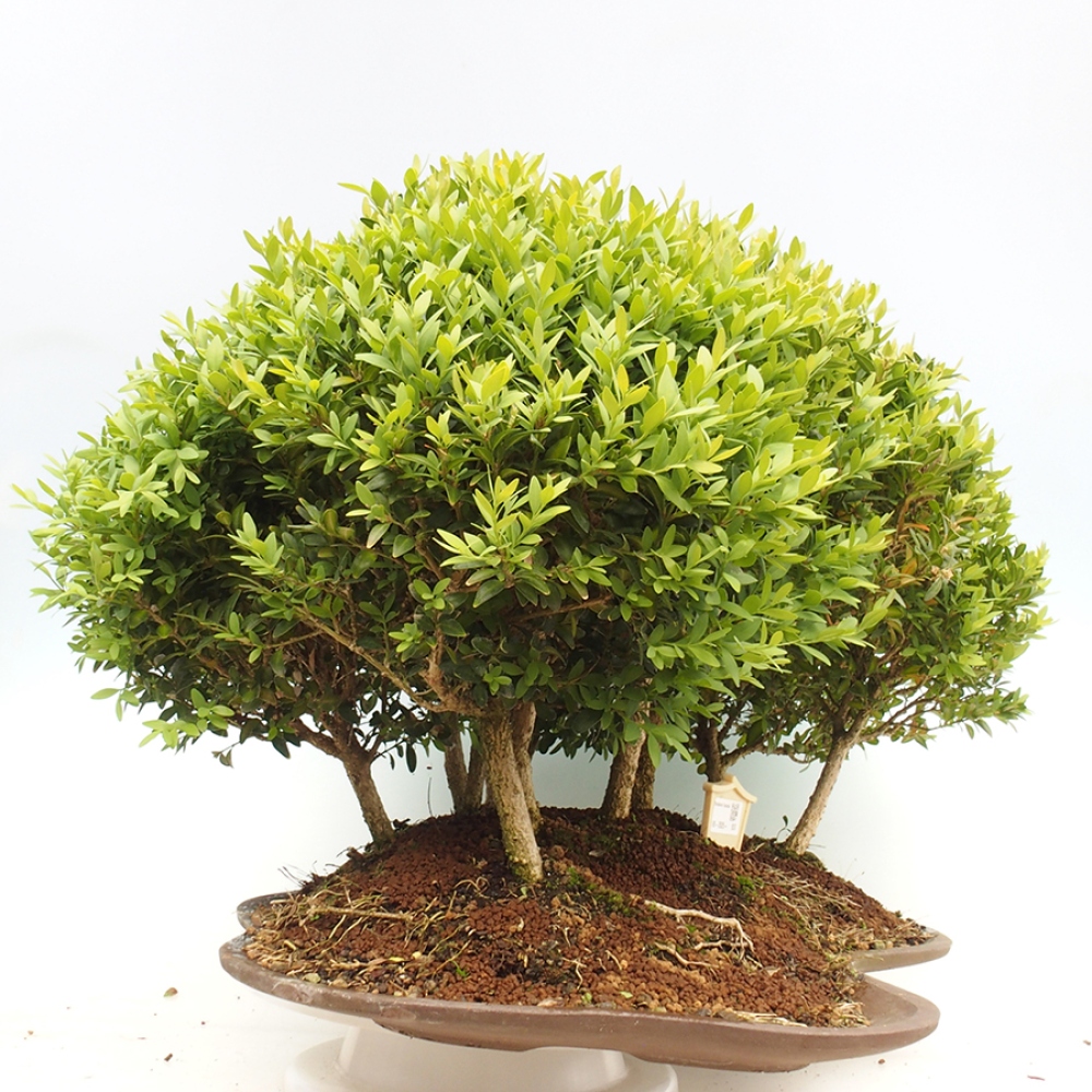 Outdoor bonsai - Buxus sempervirens - boxwood