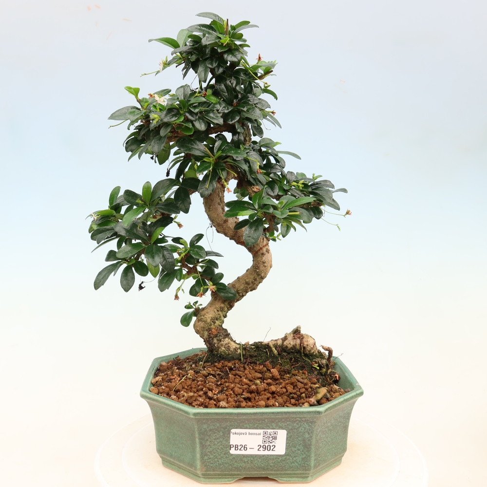 Room bonsai - Carmona macrophylla - Tea fuki