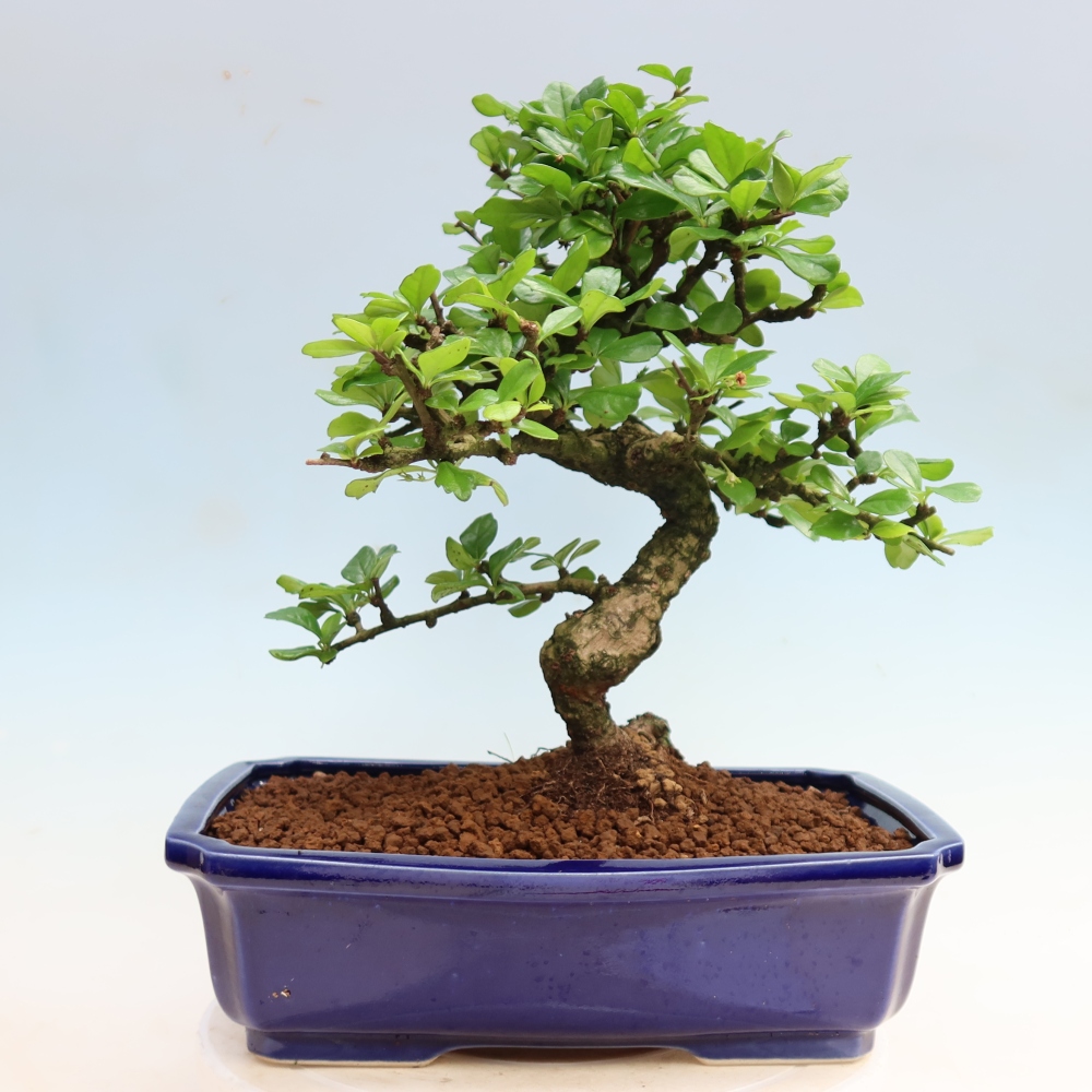 Room bonsai - Carmona macrophylla - Tea fuki