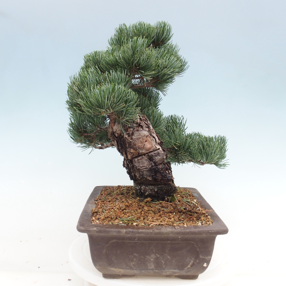 Outdoor bonsai - Pinus parviflora - Small pine tree
