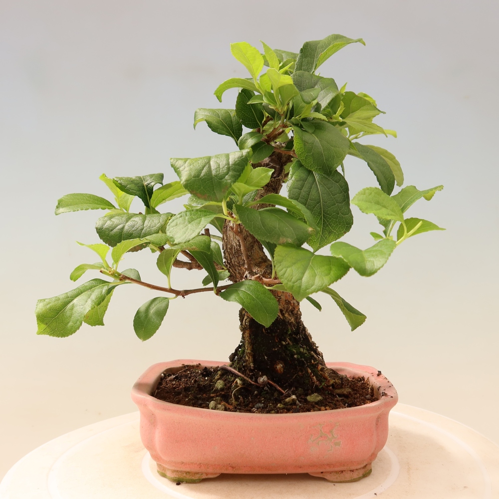Outdoor bonsai - Celastrus orbiculatus