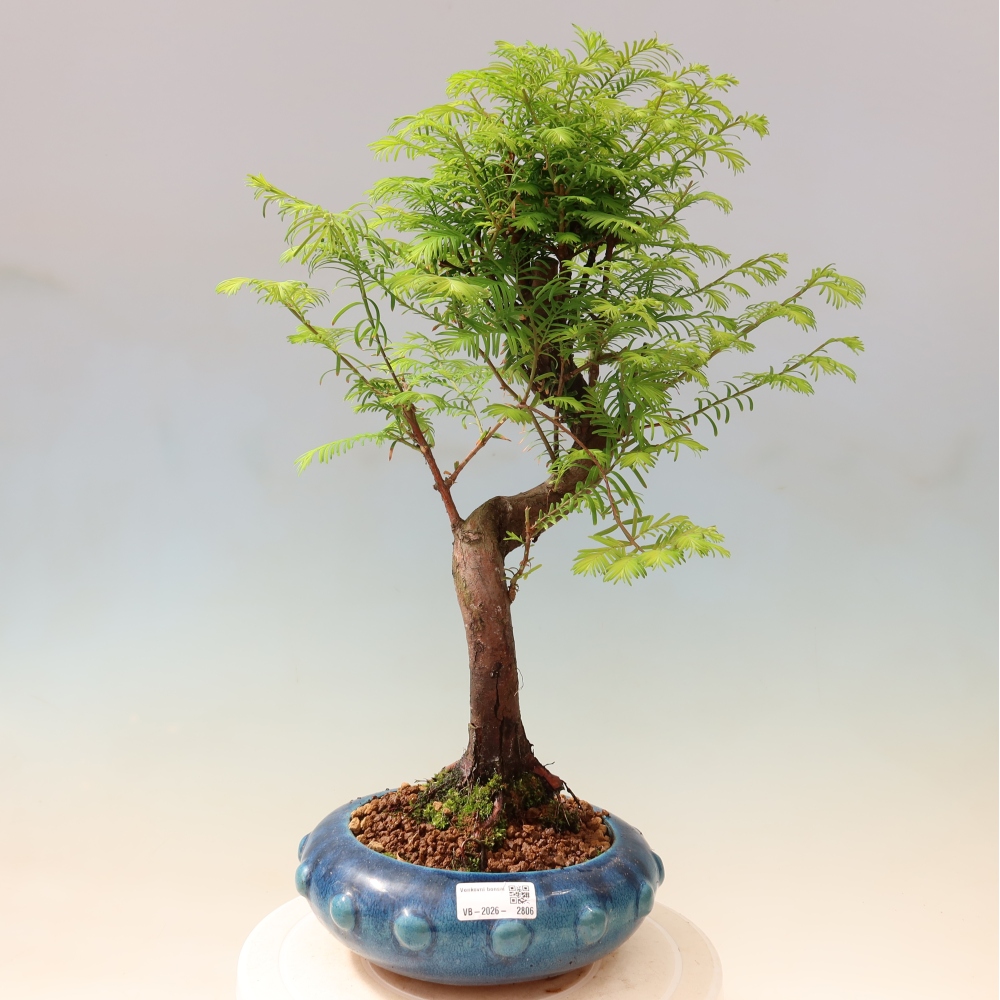Outdoor bonsai - Metasequoia glyptostroboides - Chinese Metasequoia