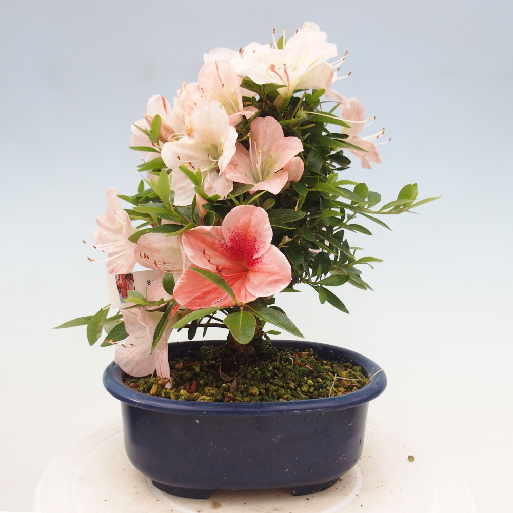 Outdoor bonsai - Japanese azalea - Azalea Asazakura