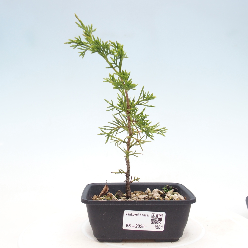 Outdoor bonsai - Juniperus chinensis Itoigawa