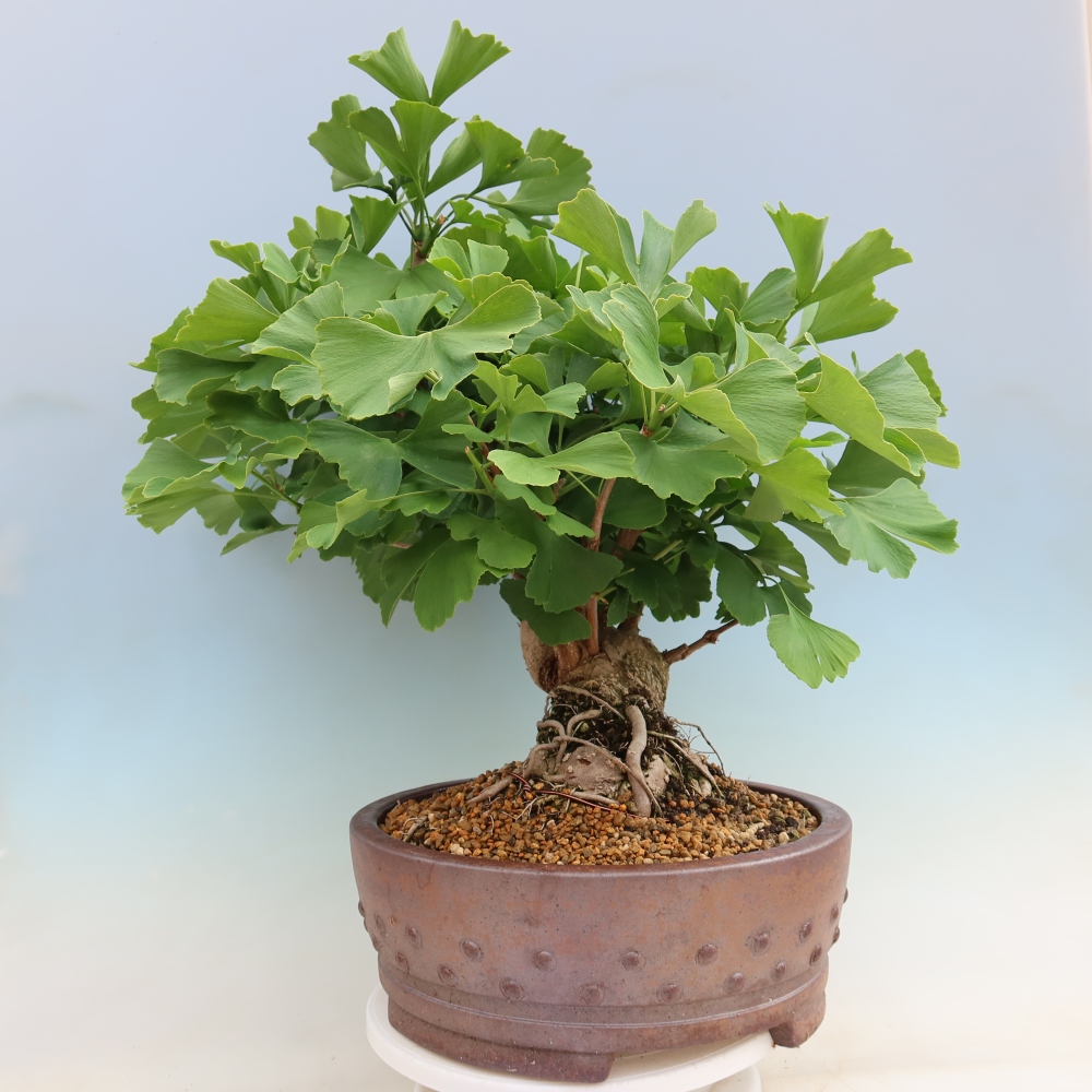 Outdoor bonsai - Ginkgo biloba - Ginkgo biloba