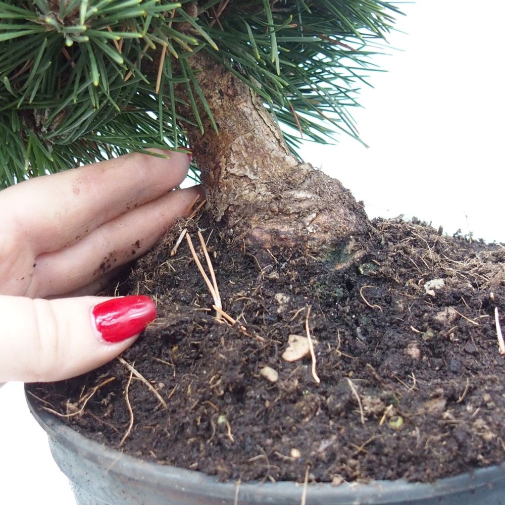 Outdoor bonsai - Pinus thunbergii senjyumaru - Thunberg pine