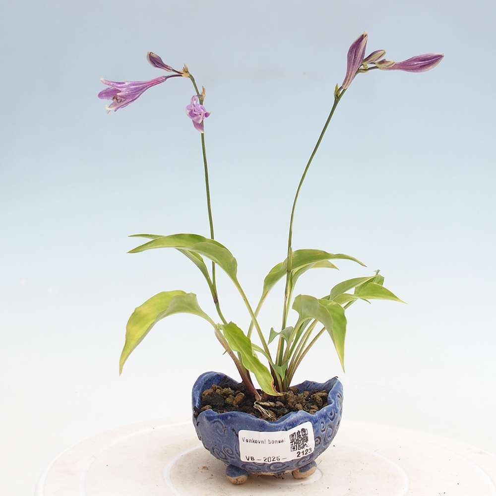 Outdoor bonsai - Mini Hosta - Goddess