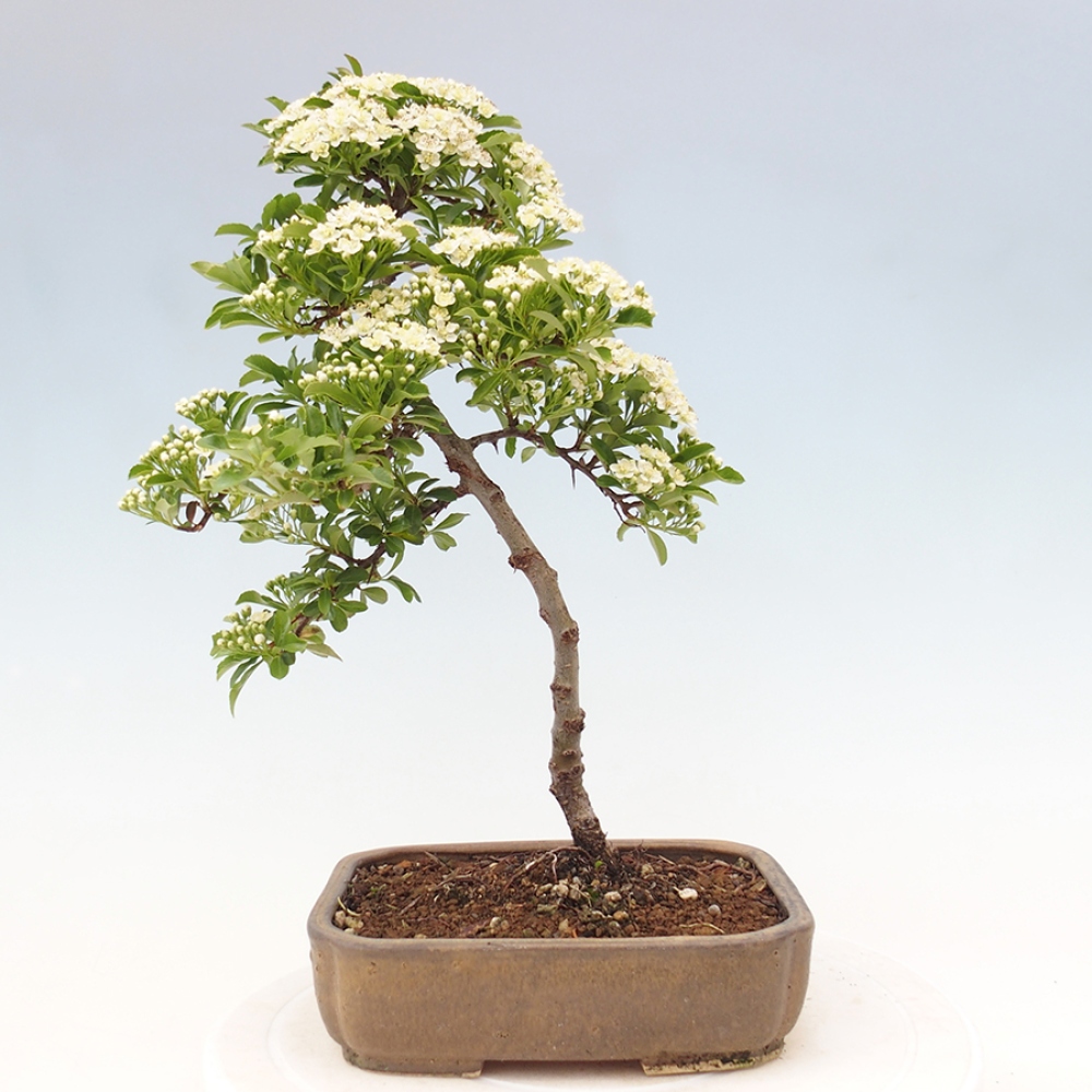 Outdoor Bonsai-Pyracanta Teton -Bakery