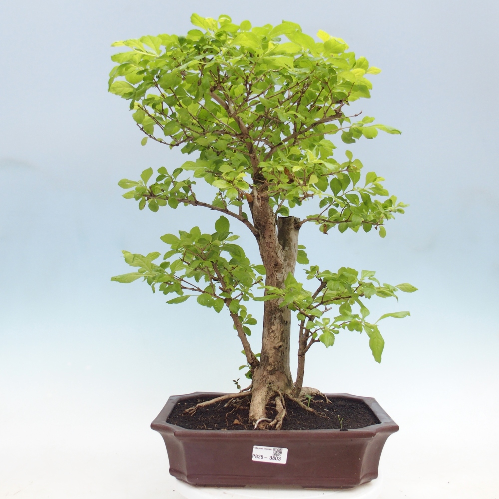 Room bonsai - Duranta erecta Aurea