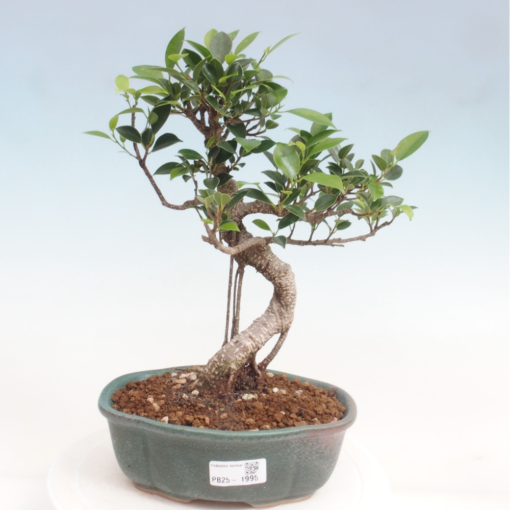 Indoor bonsai - Ficus retusa - small ficus