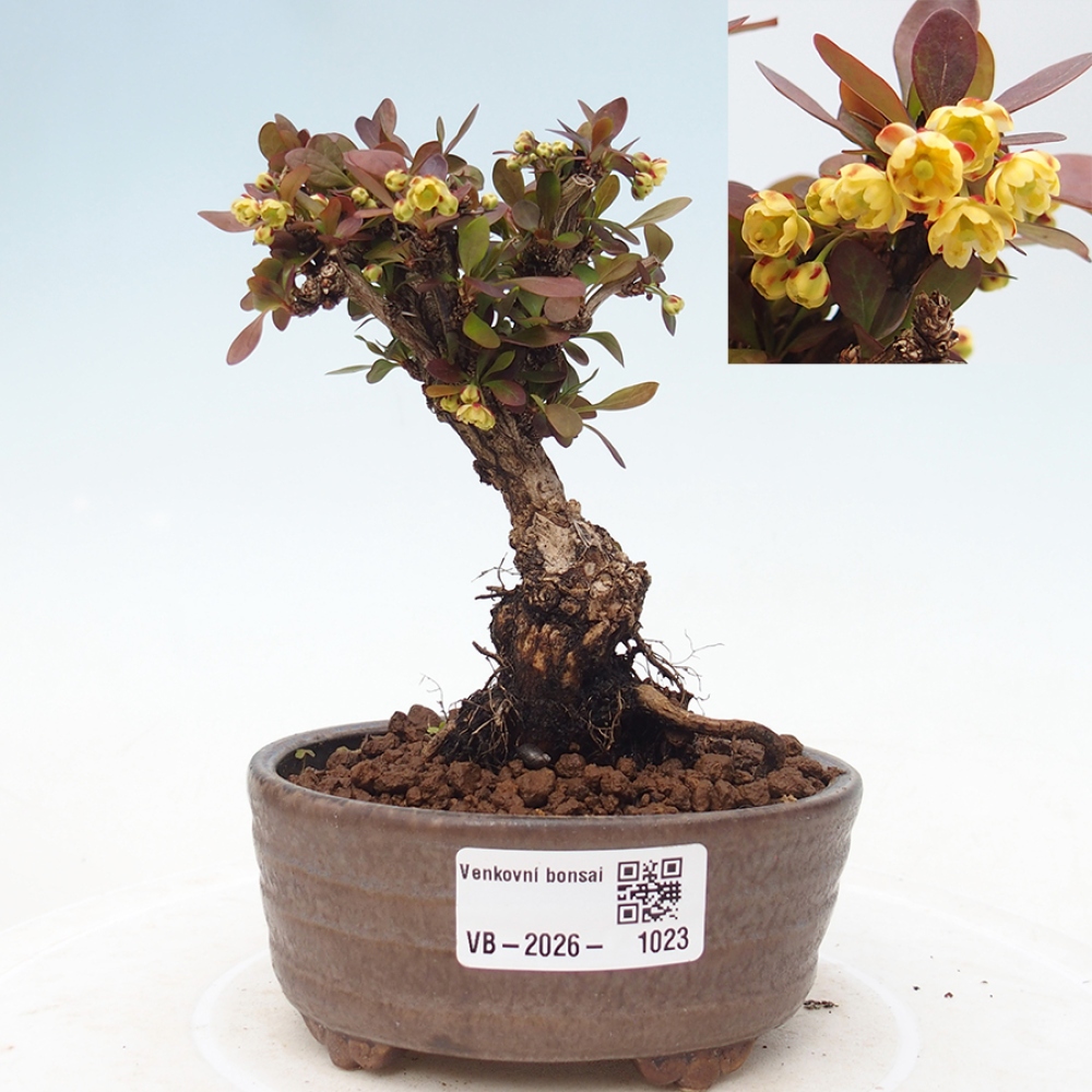 Outdoor bonsai - Berberis Thunbergii Bagatelle