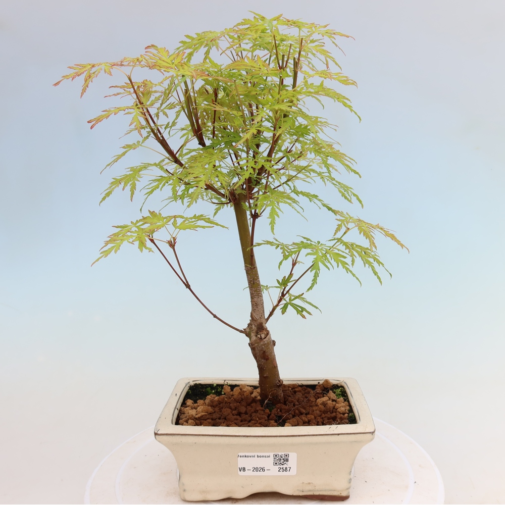 Outdoor Bonsai - Acer palmatum Dissectum - Japanese Maple 