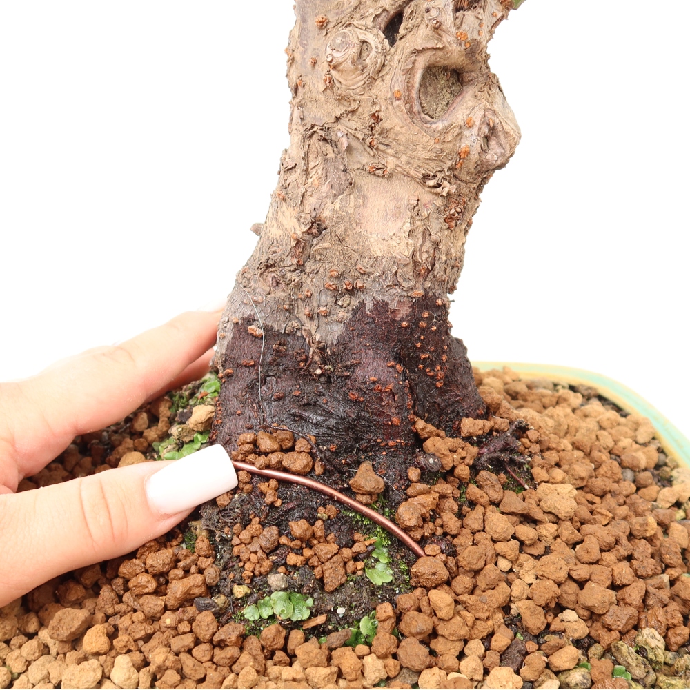 Outdoor Bonsai - Japanese Apricot - Prunus Mume