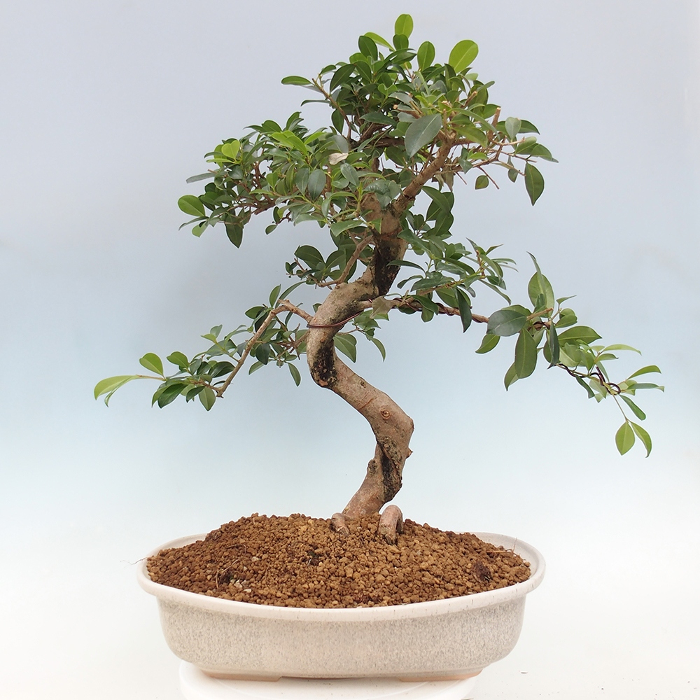 Room bonsai - Australian cherry - Eugenia uniflora - PERSONAL COLLECTION ONLY or pallet transport