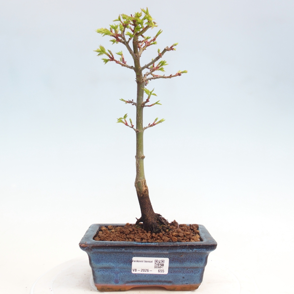 Outdoor bonsai -Javor small-leaved SHISHIGASHIRA
