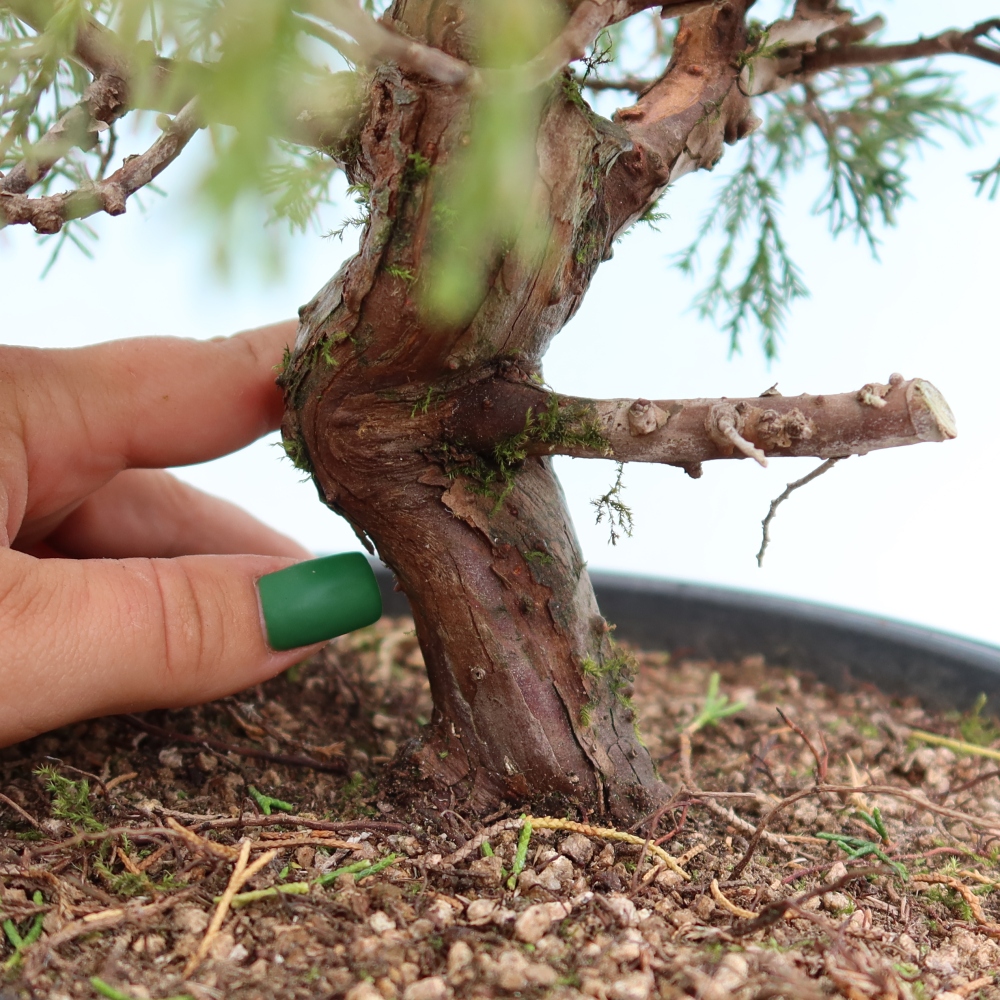 Outdoor Bonsai - Juniperus chinensis Itoigawa - Chinese Juniper