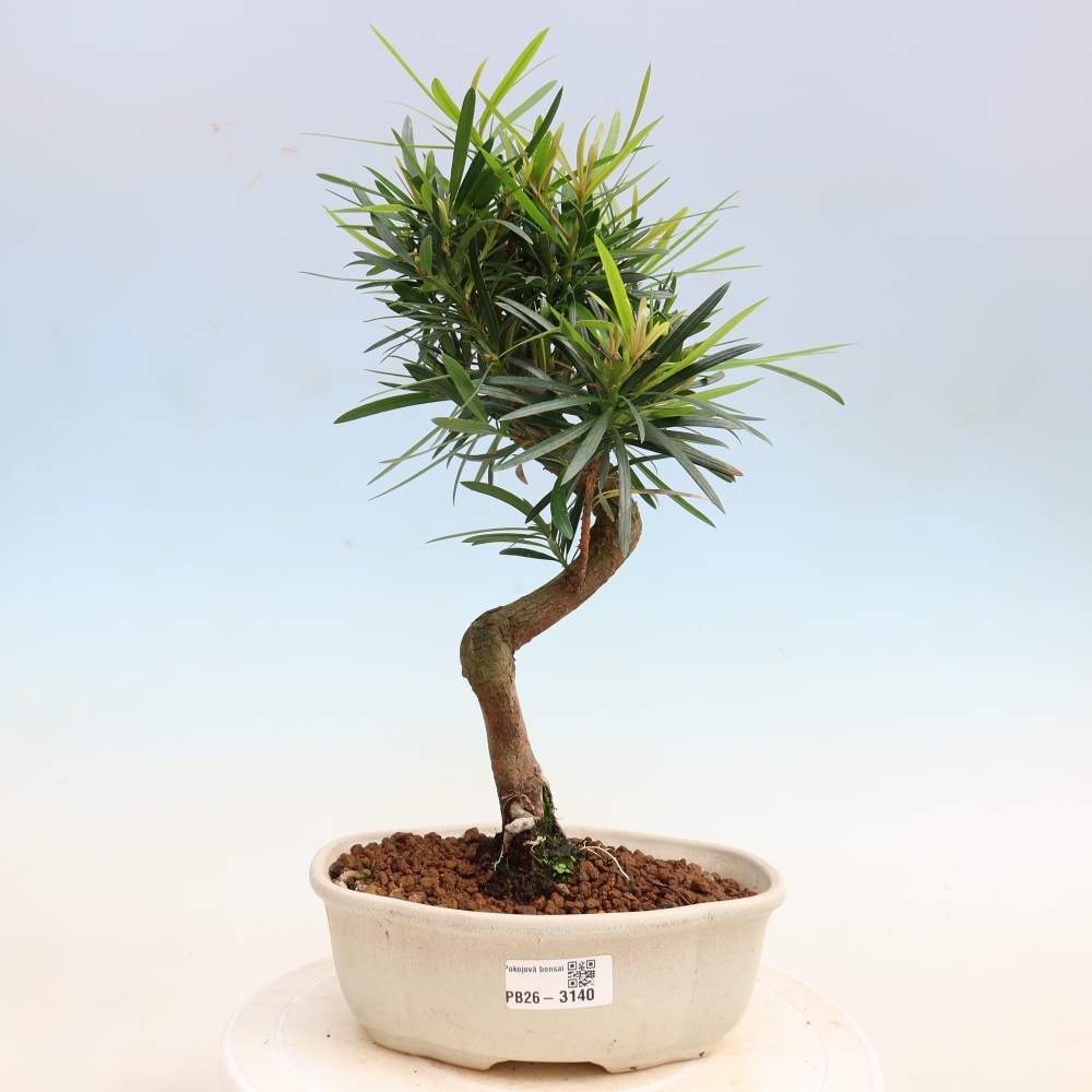 Room bonsai - Podocarpus - Stone Yew