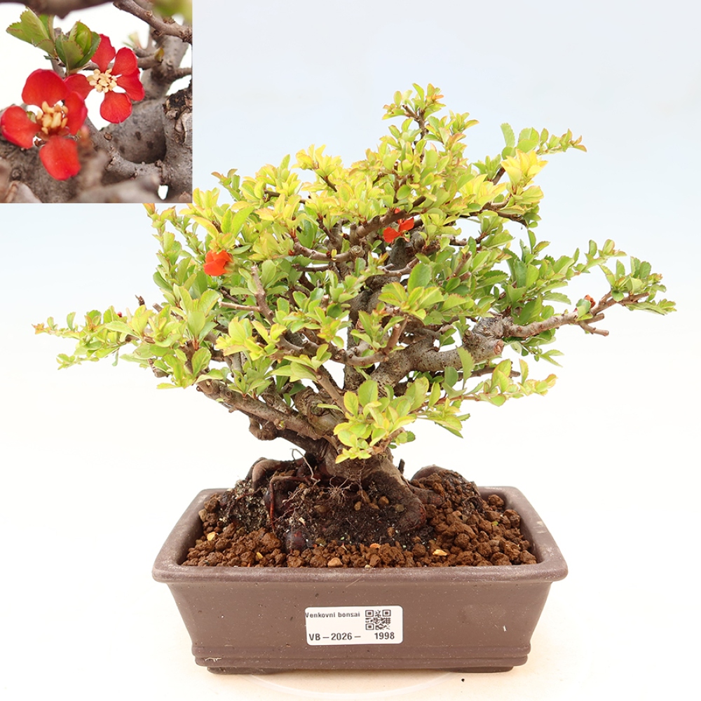 Outdoor bonsai - Chaneomeles speciosa Chojubai