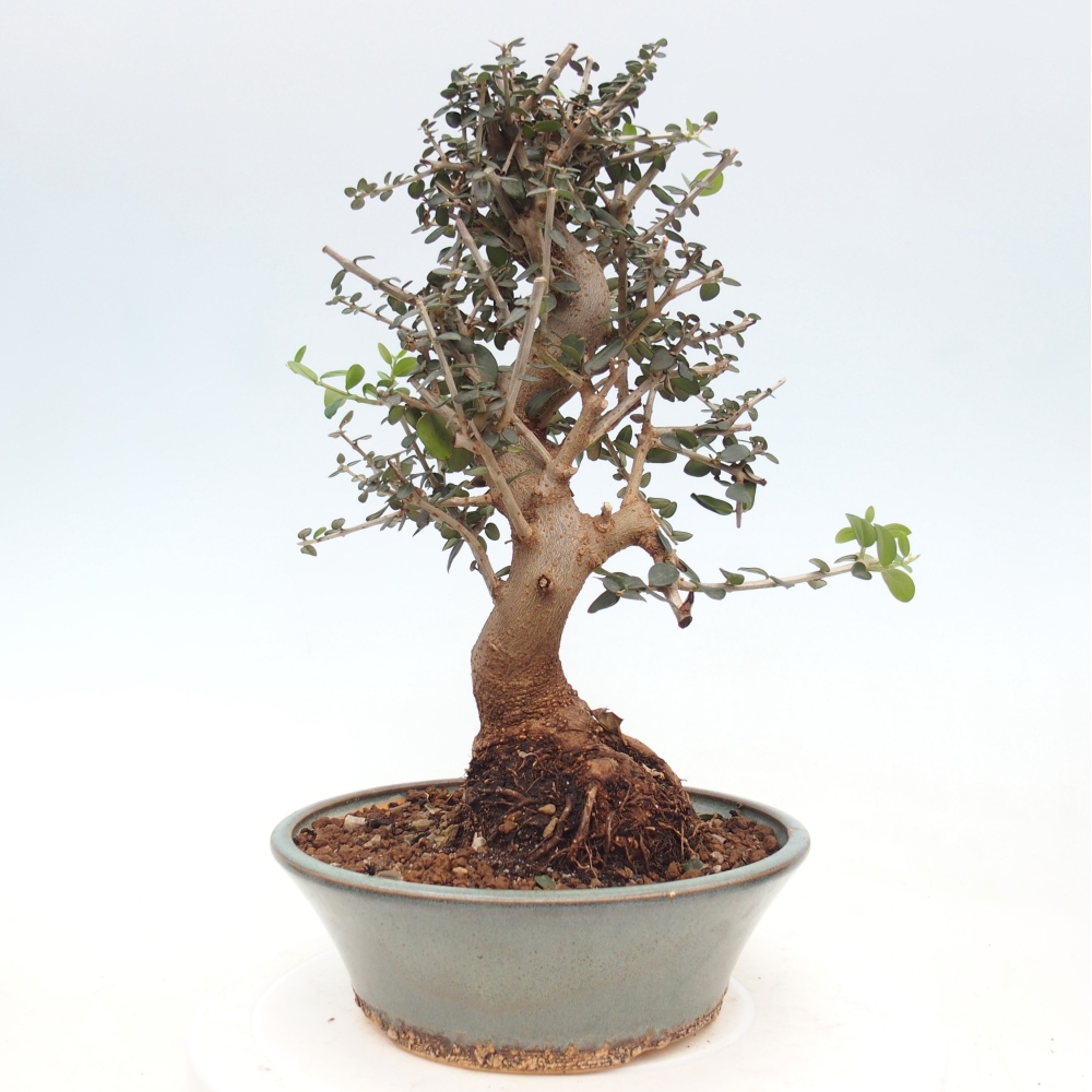 Indoor bonsai - Olea europaea sylvestris