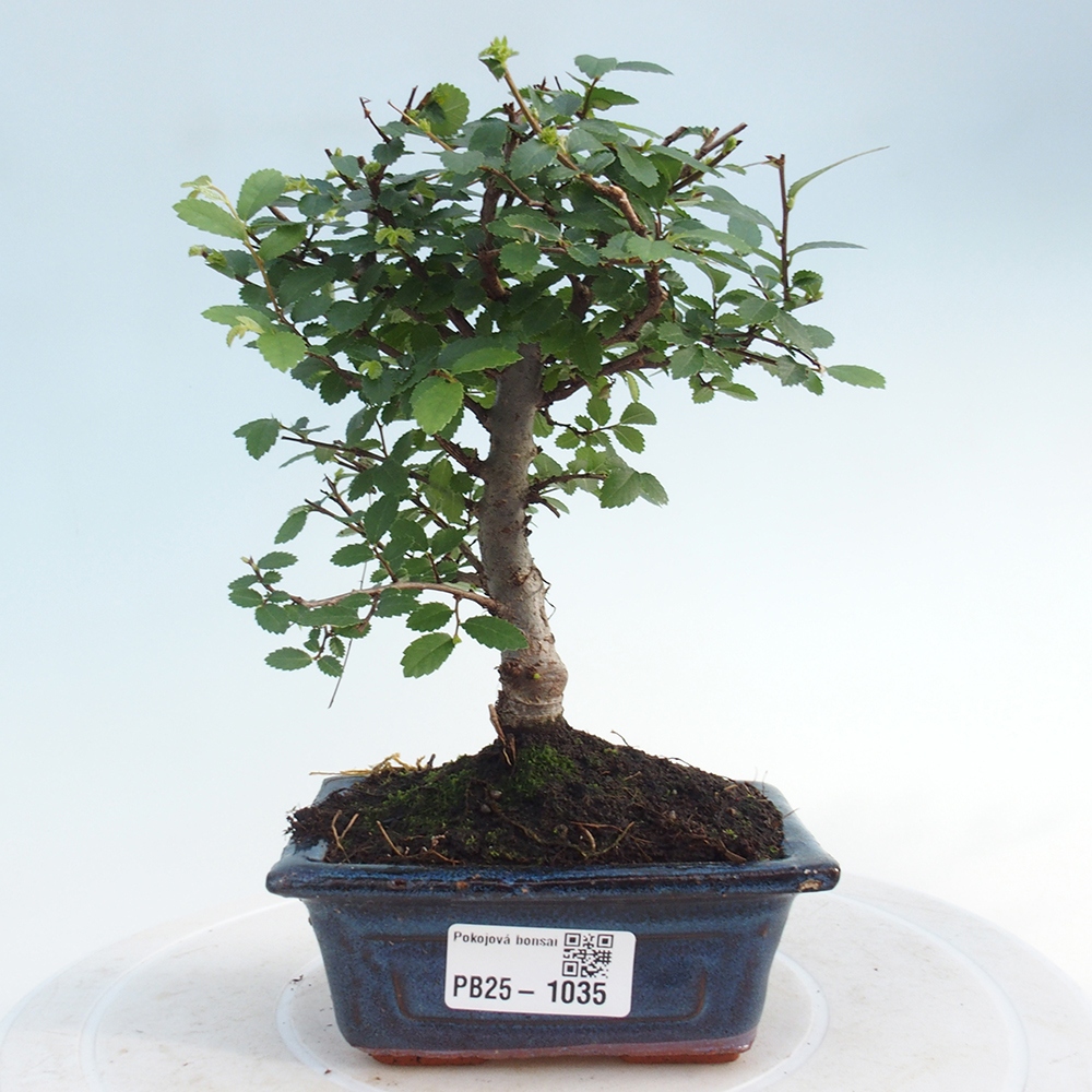 Indoor bonsai - Ulmus parvifolia - Small-leaved elm