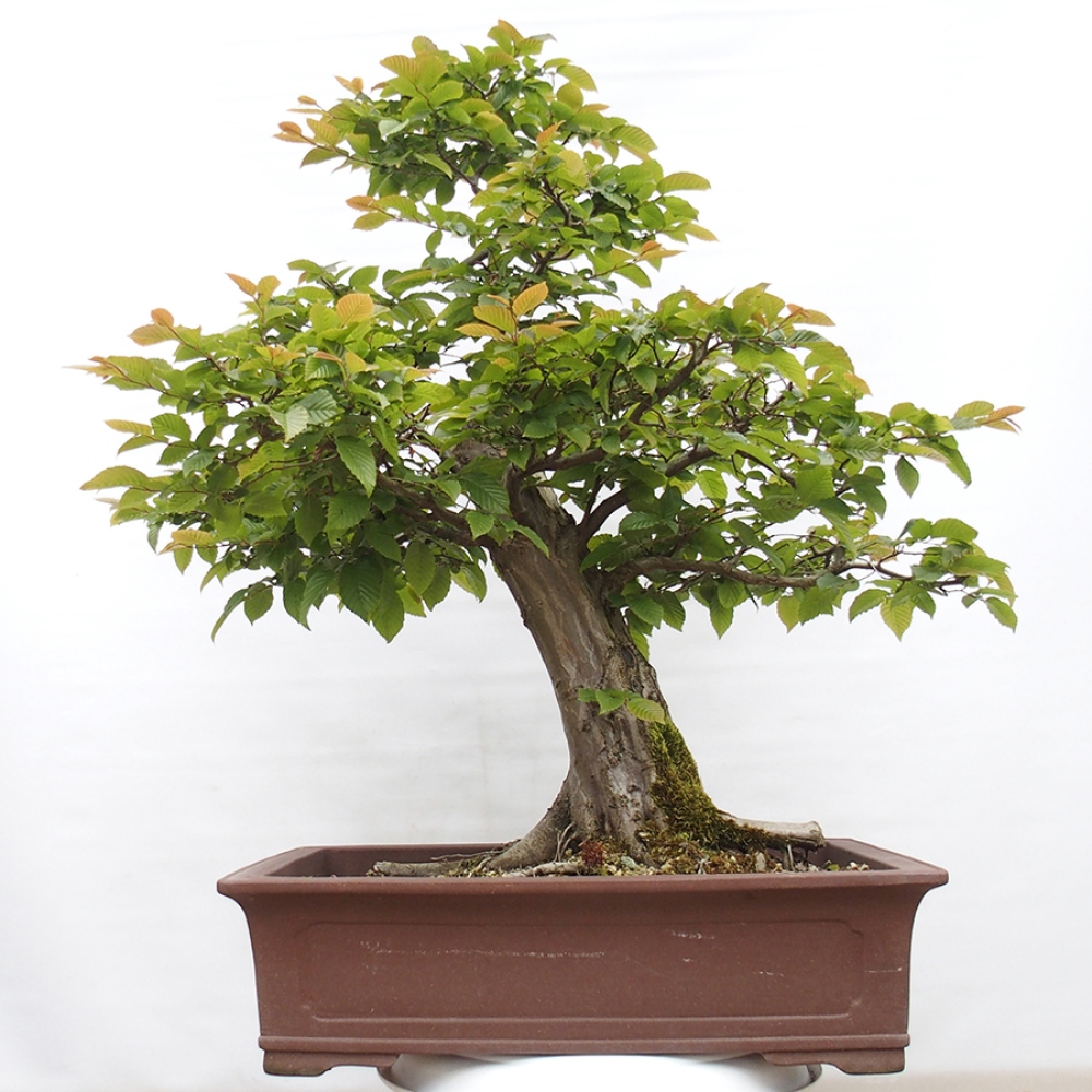 Outdoor bonsai - Hornbeam - Carpinus betulus