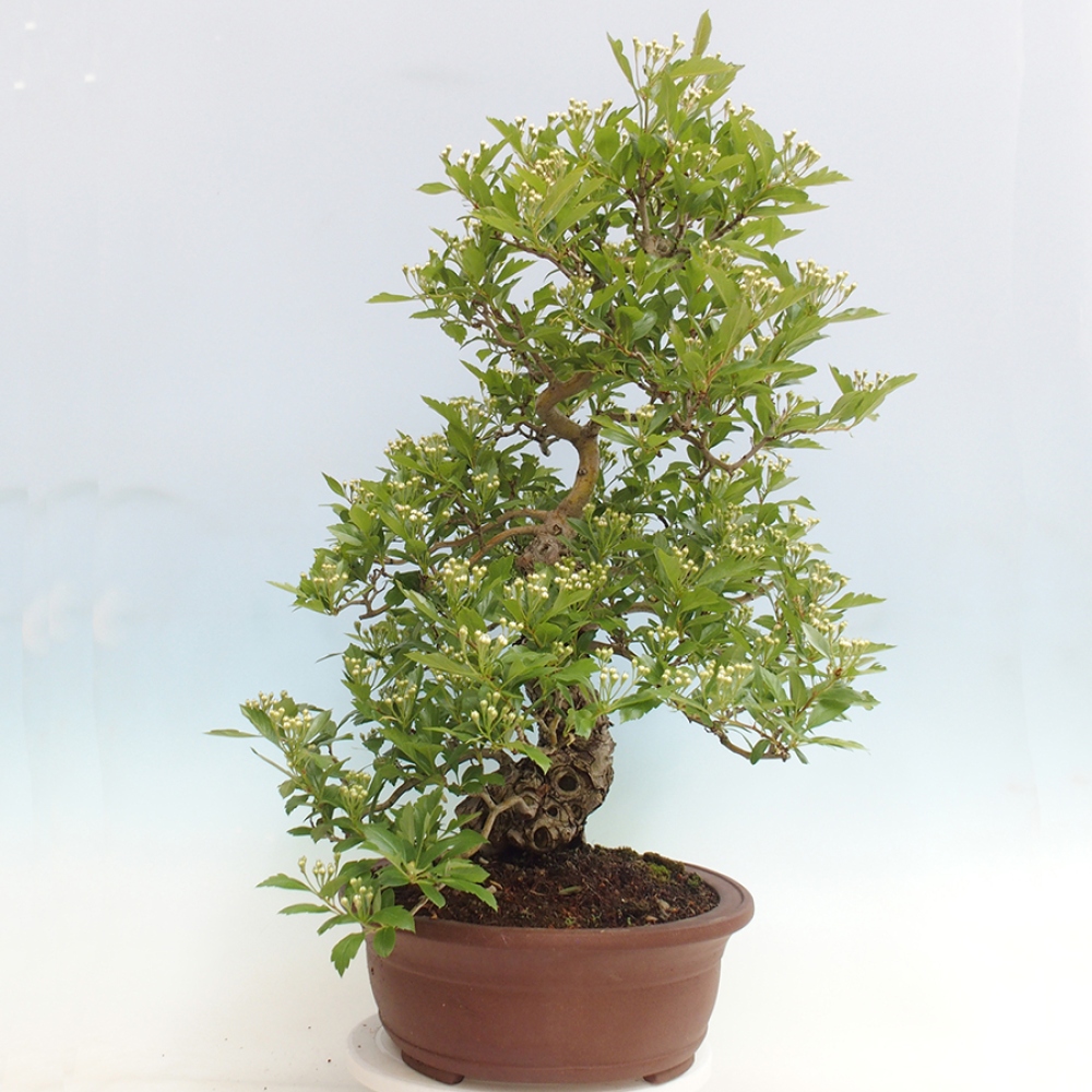 Outdoor bonsai - Hawthorn - Crataegus cuneata
