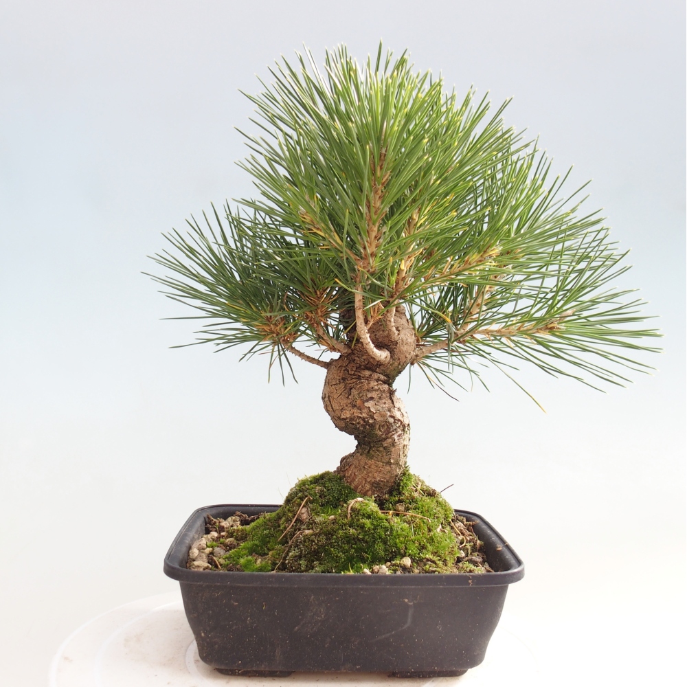 Outdoor bonsai - Pinus thunbergii - Thunberg pine