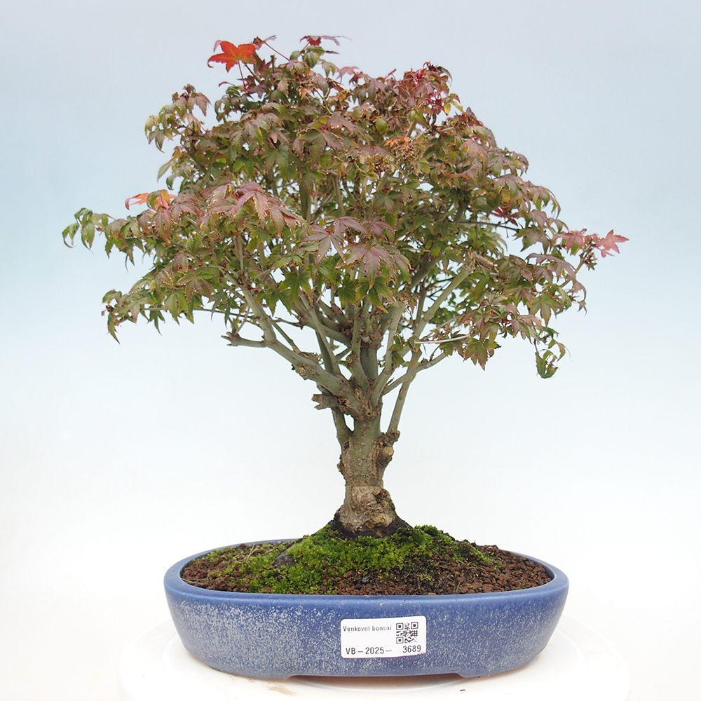 Acer palmatum KIOHIME - Palmetto maple