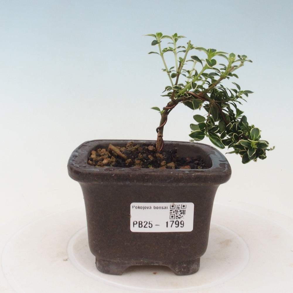 Indoor bonsai - Serissa foetida Variegata - Tree of a thousand stars