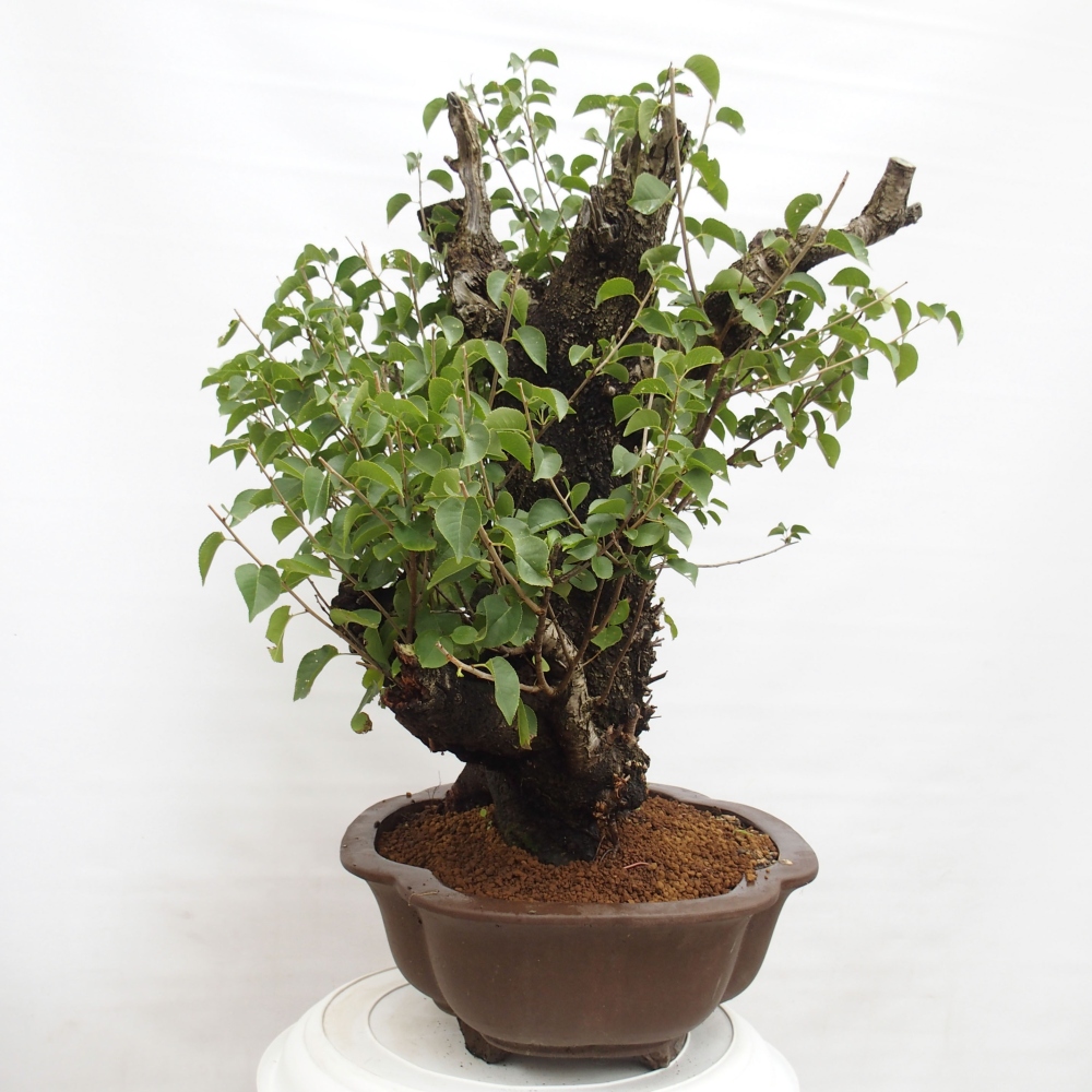 Outdoor bonsai - Mahalebka - Prunus mahaleb