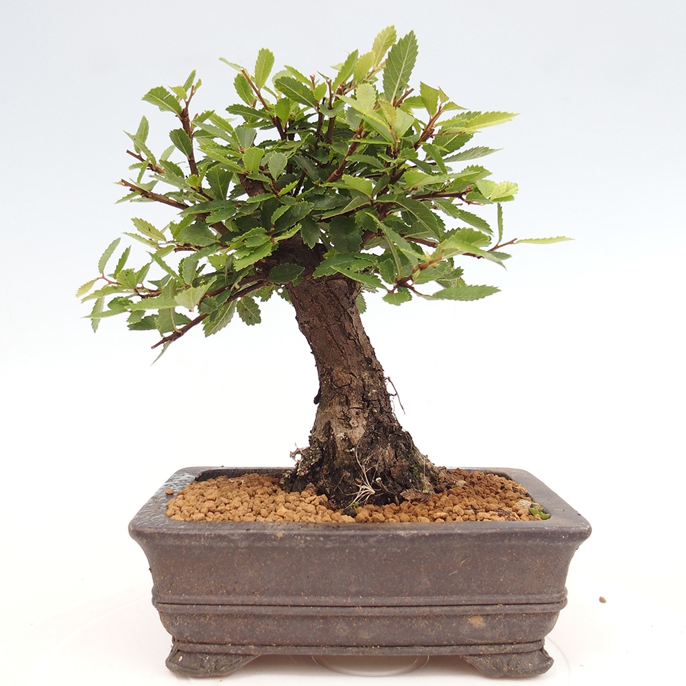 Outdoor bonsai - Zelkova - Zelkova NIRE