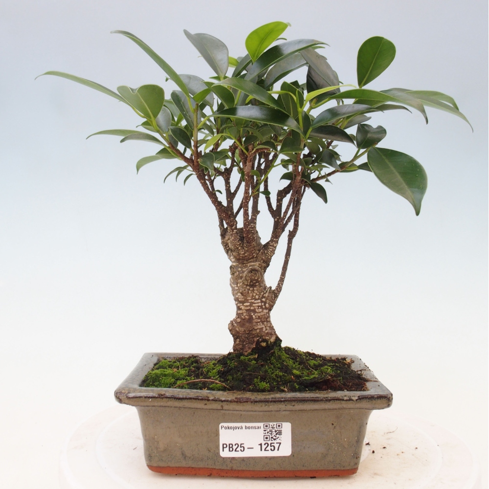 Indoor bonsai - Ficus retusa - small-leaved ficus