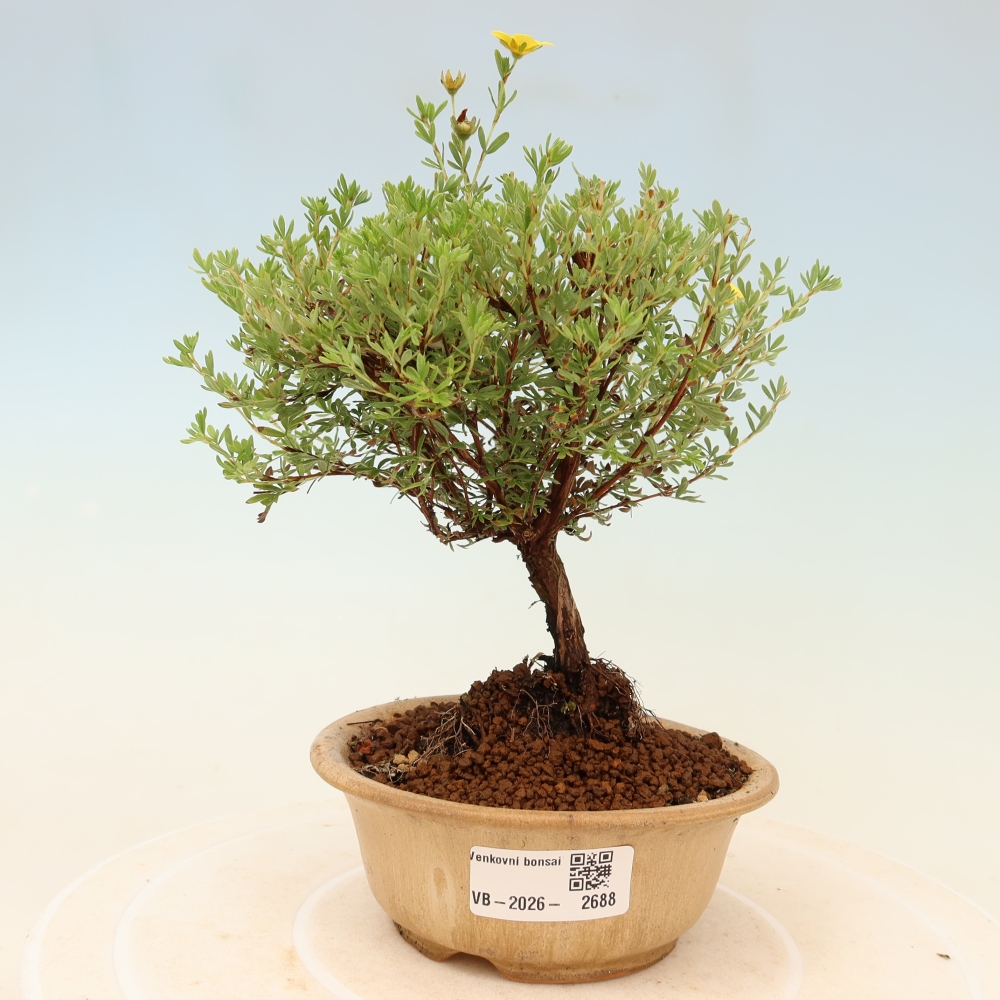 Outdoor Bonsai—Shrubby Cinquefoil (Potentilla fruticosa) 'Goldkissen'