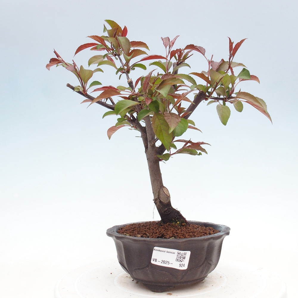 Outdoor bonsai - Malus domestica - Small-fruited red-leaved apple tree