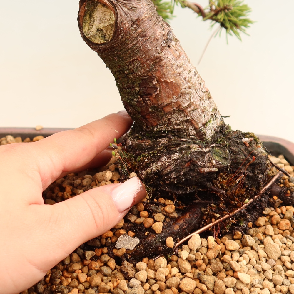 Outdoor Bonsai - Pinus mugo Humpy  - Mountain Pine