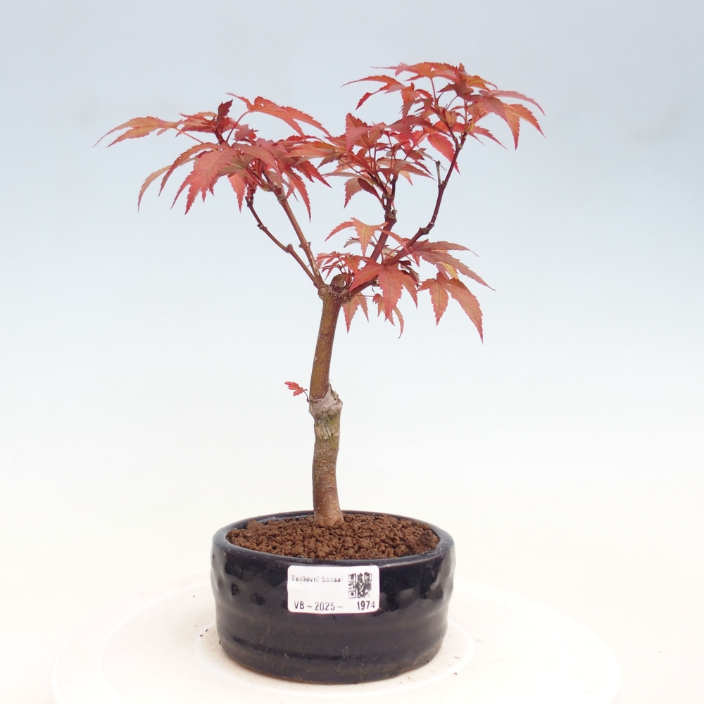 Outdoor bonsai - Acer palm. Atropurpureum-Palmleaf Maple