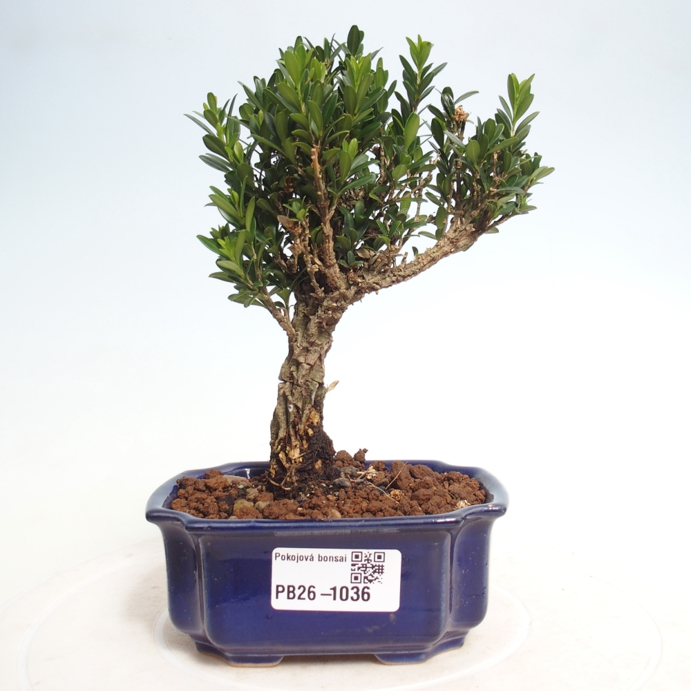Room bonsai - Buxus harlandii - cork buxus