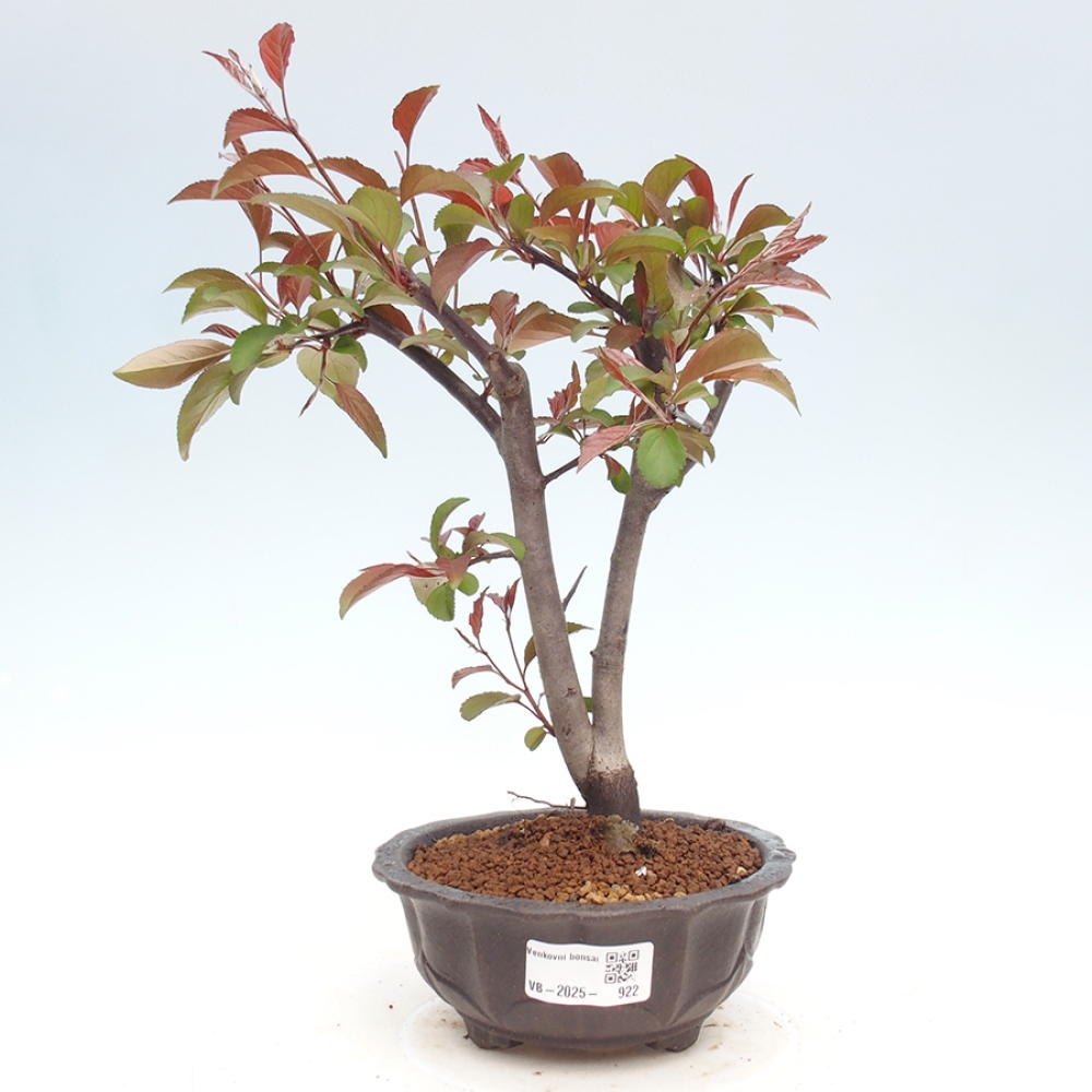Outdoor bonsai - Malus domestica - Small-fruited red-leaved apple tree