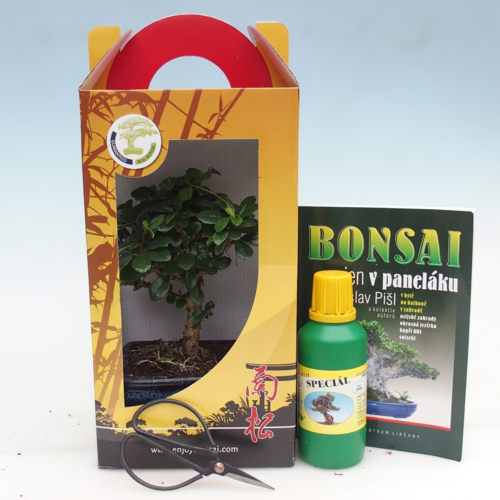Room bonsai in gift box Carmona microphylla - Tea fuki