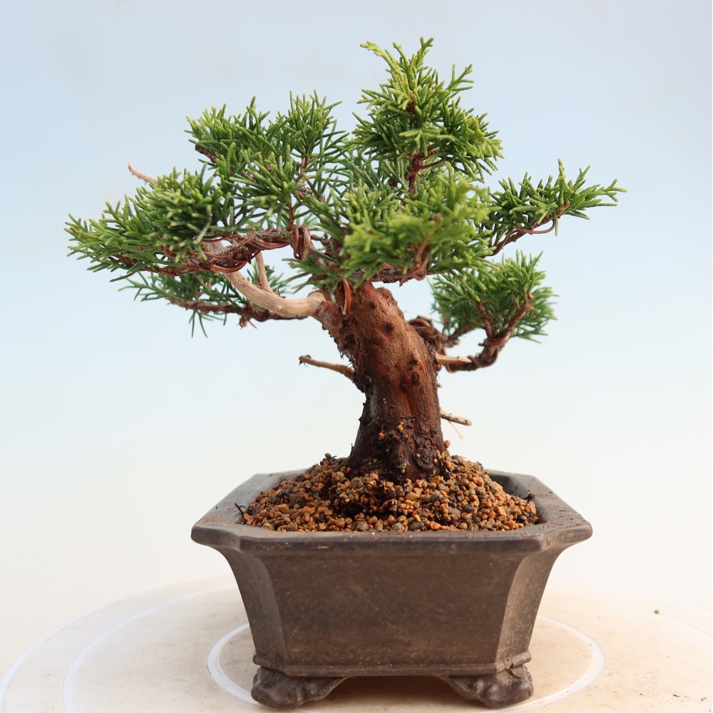 Outdoor bonsai - Juniperus chinensis Itoigawa - Chinese juniper