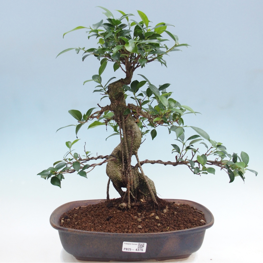 Room bonsai - Ficus retusa - small-leaved ficus