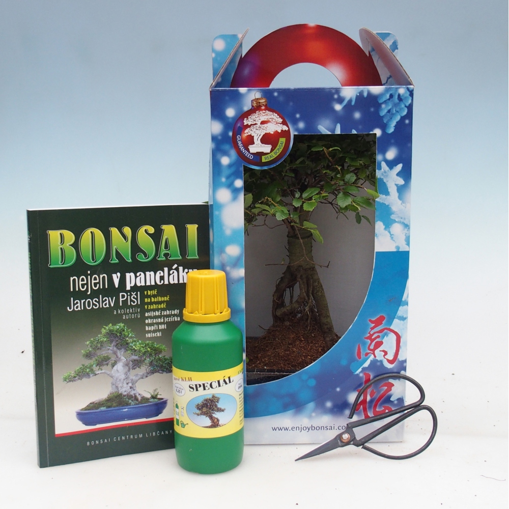 Ulmus parvifolia - Chinese elm